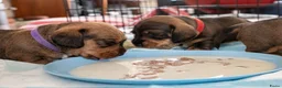 Ruwhaar Teckel honden te koop: Prachtige Ruwharige Teckel pups - Advertentie 30