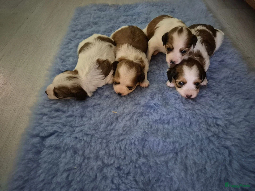 Kooikerhondje honden te koop:  Kooikerhondje puppy's /Kooiker pups, Kooikerhond  in Beek Gem Montferland - Advertentie 7