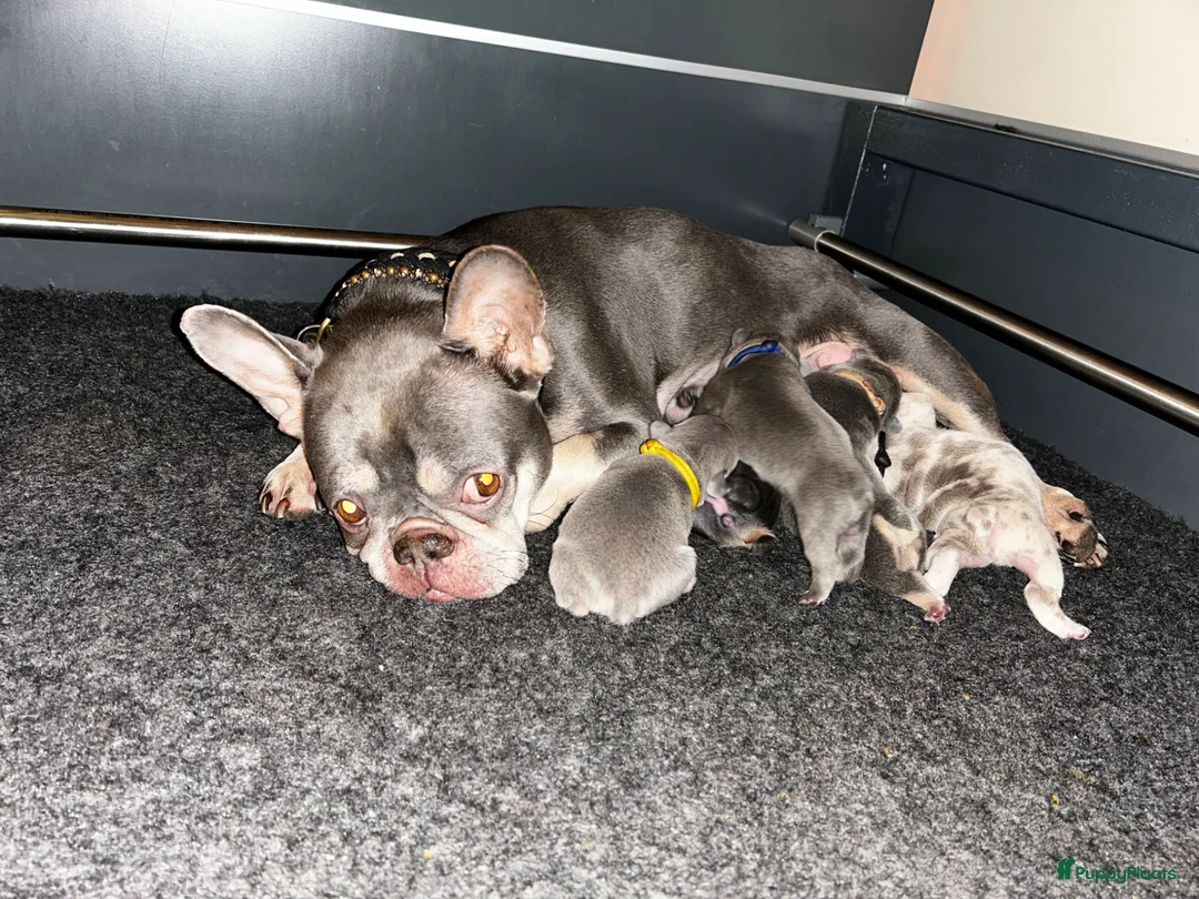 Franse Bulldog honden te koop: Franse bulldog pups lilac tan teefje - Advertentie 5