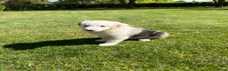 Kruising honden te koop: Australian Shepherd x Border Collie pups - Advertentie 14