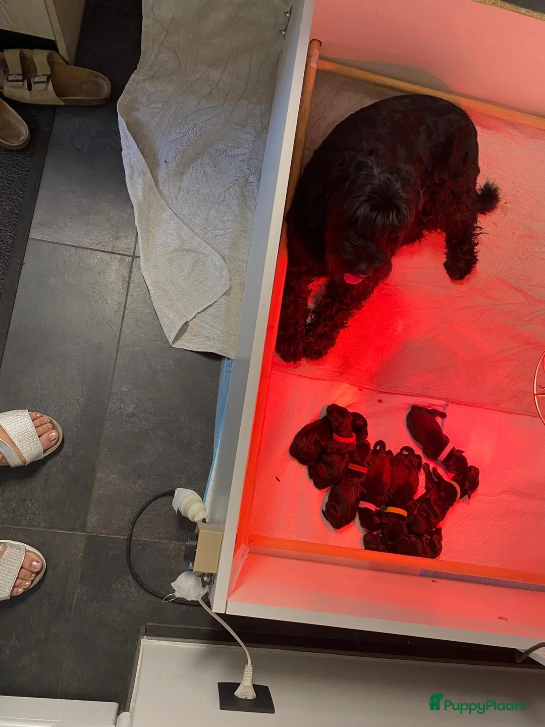 Schnauzer honden te koop: Zwarte Middenslag Schnauzer puppy's - Advertentie 8