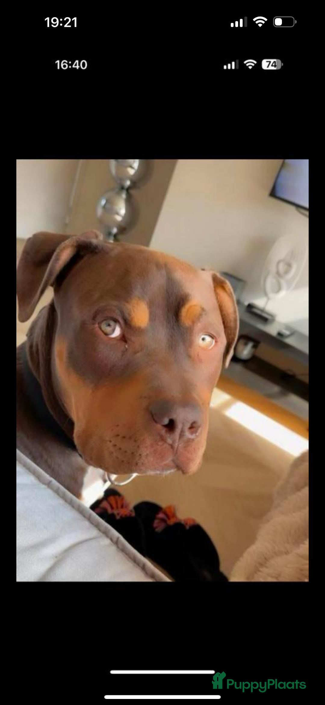 Amerikaanse Bully honden te koop: Bully xxl  - Afbeelding 4
