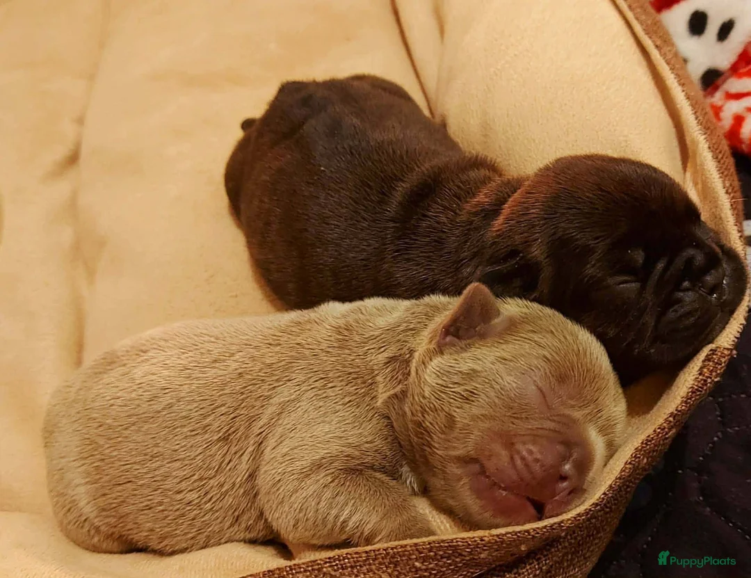 Franse Bulldog honden te koop: Prachtige Franse Bulldog pup met stamboom - Advertentie 5