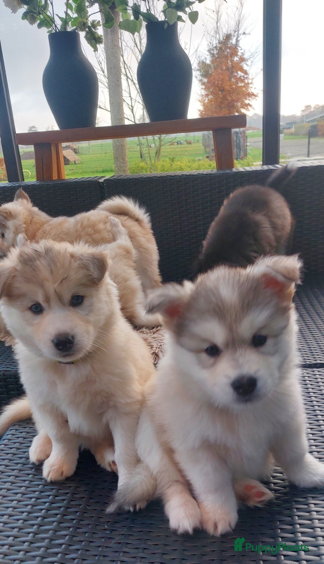 Pomsky honden te koop: Prachtige pomsky pups! - Advertentie 1