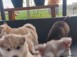 Pomsky honden Prachtige pomsky pups! - Advertentie 8