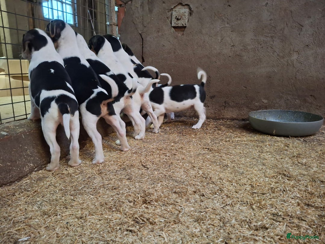 Fox Terriër Gladhaar honden te koop: boerenfox pups - Advertentie 3