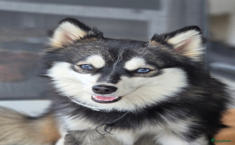 Pomsky honden - Advertentie 1