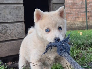 Kruising honden Pomsky x Shiba inu pups - Advertentie 2