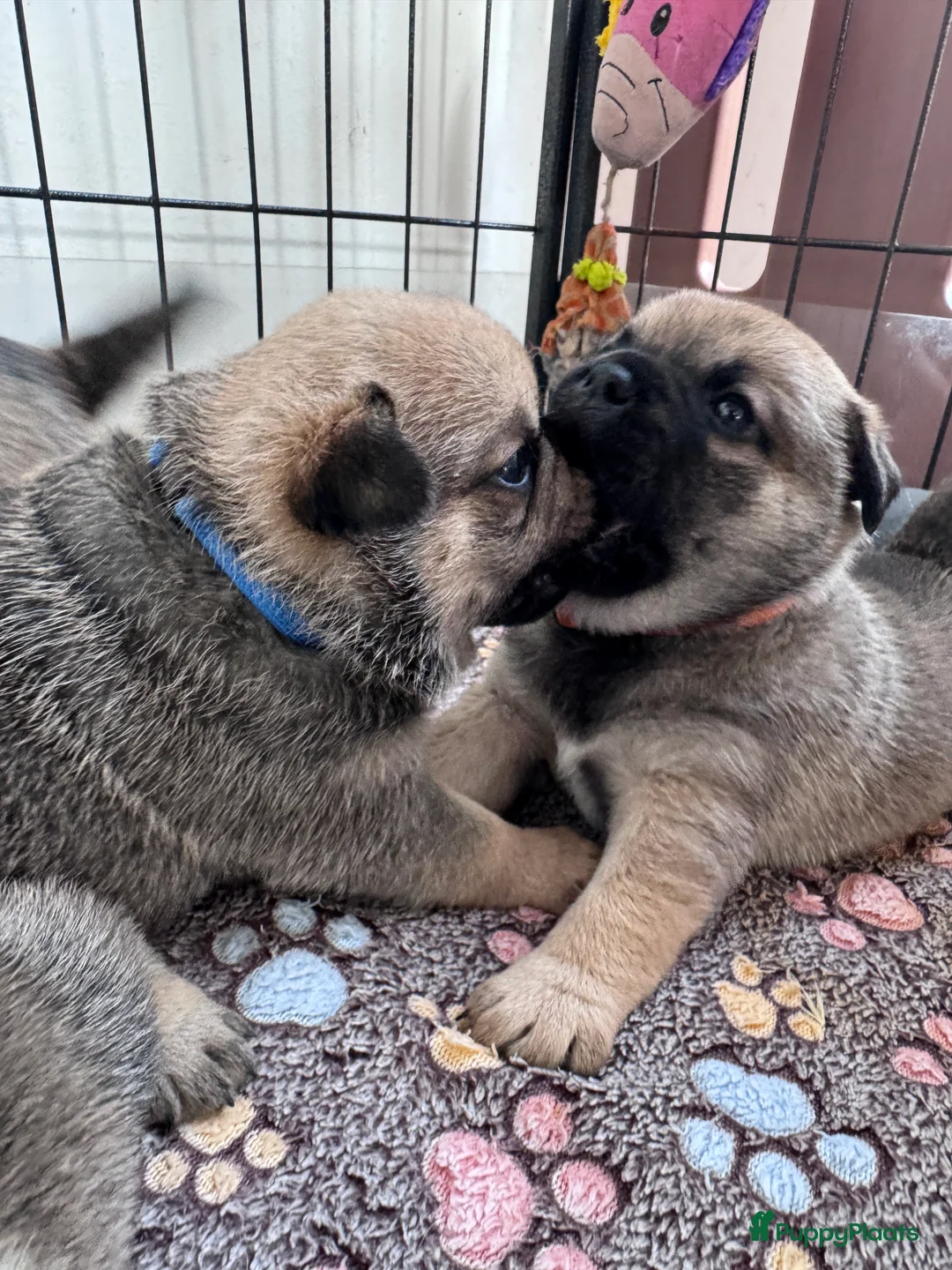 Retromops honden te koop: Prachtige retromopsjes - Advertentie 2