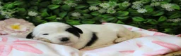 Tibetaanse Terriër honden te koop: Tibetaanse terrier pups  - Advertentie 12