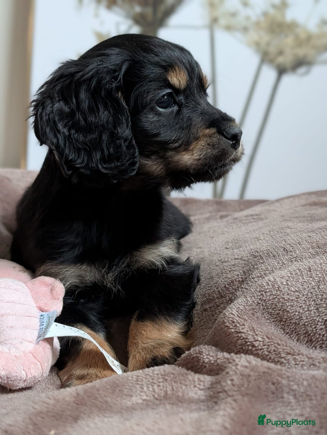 Kruising honden te koop: Kr Engelse cockerspaniel pups.Type Cockapoo - Advertentie 10