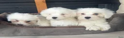 Maltezer honden te koop: Maltezer pups  - Advertentie 6