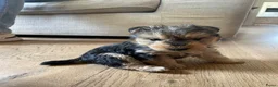 Lakeland Terriër honden te koop: Mooie Lakeland Terrier pups - Advertentie 5