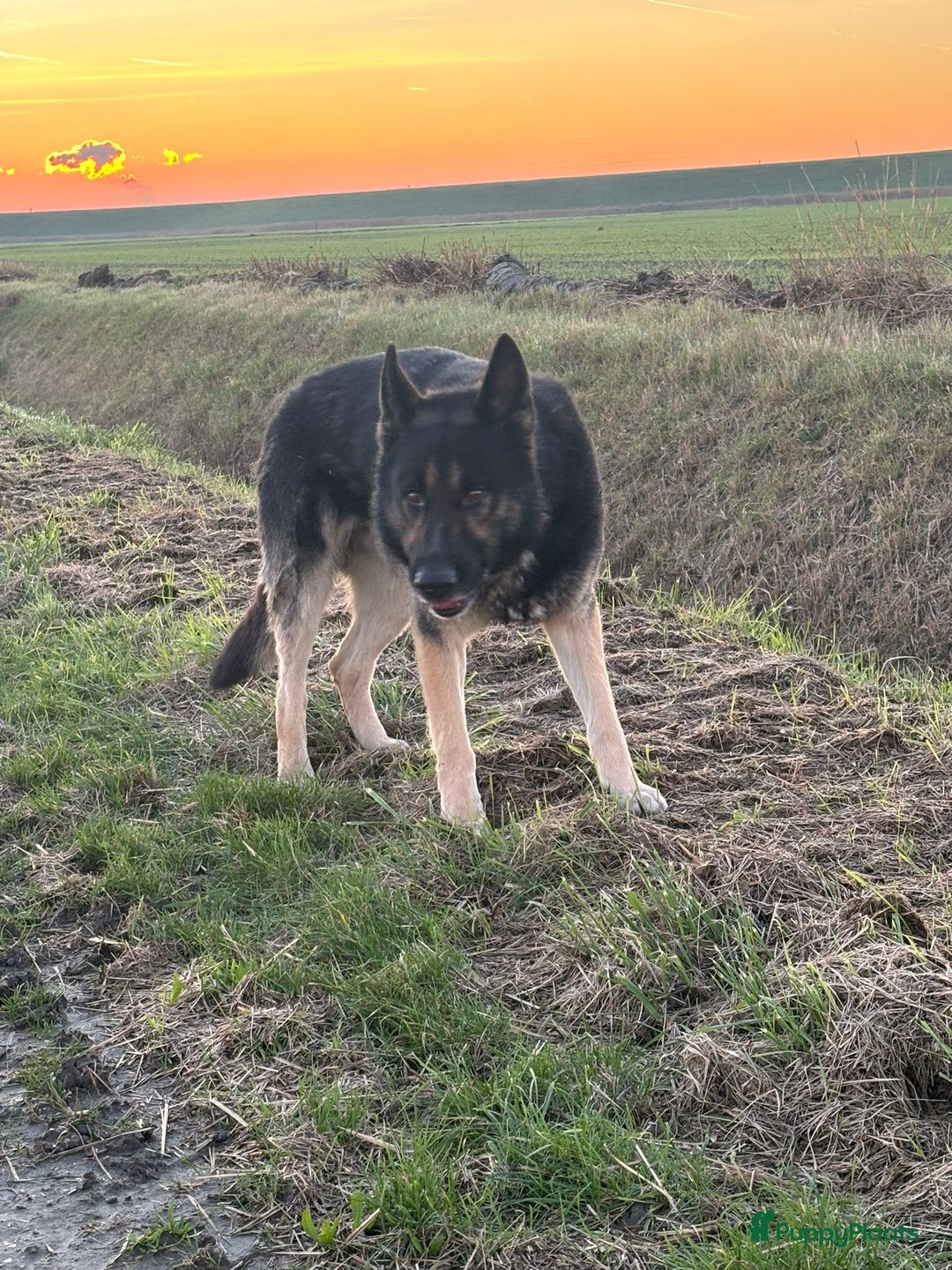 Duitse Herder honden te koop: Duitse herder pups -10 WK- nog 1 pup beschikbaar! - Advertentie 6