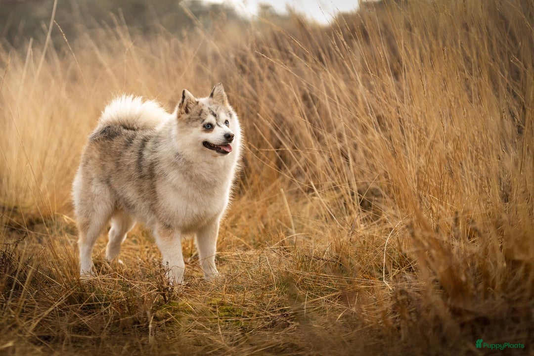 Pomsky honden te koop: Super mooie Pomsky puppy’s  - Afbeelding 15