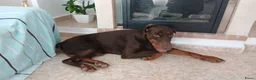 Dobermann honden te koop: Prachtige Dobermann pups - Advertentie 6
