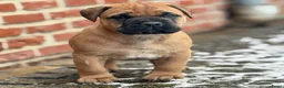 Bullmastiff honden te koop: Bullmastiff  - Advertentie 11