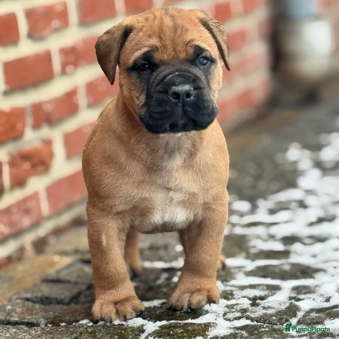 Bullmastiff honden te koop: Bullmastiff  - Advertentie 11