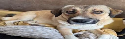 Kruising honden te koop: Romaa - Advertentie 5
