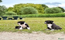 Amerikaanse Bully honden te koop: American Bully XL Puppies - Afbeelding 11