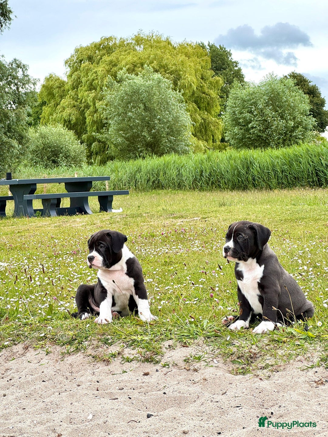 Amerikaanse Bully honden te koop: American Bully XL Puppies - Afbeelding 11