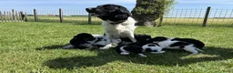 Friese Stabij honden te koop: Lieve en Sociale Friese Stabij pups - Advertentie 15