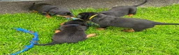 Rottweiler honden te koop: Mooie rottweiler pups tekoop - Advertentie 9