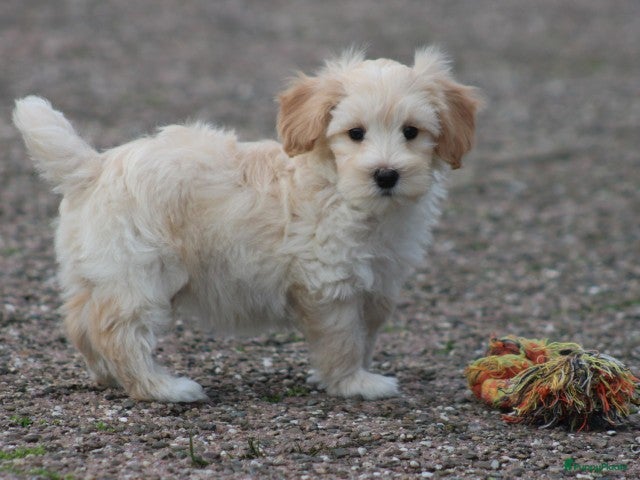 Maltipoo honden Leuke Maltipoo pup - Advertentie 1