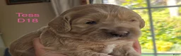 Australian Labradoodle honden te koop: Medium Australian Labradoodle puppy's - Advertentie 8