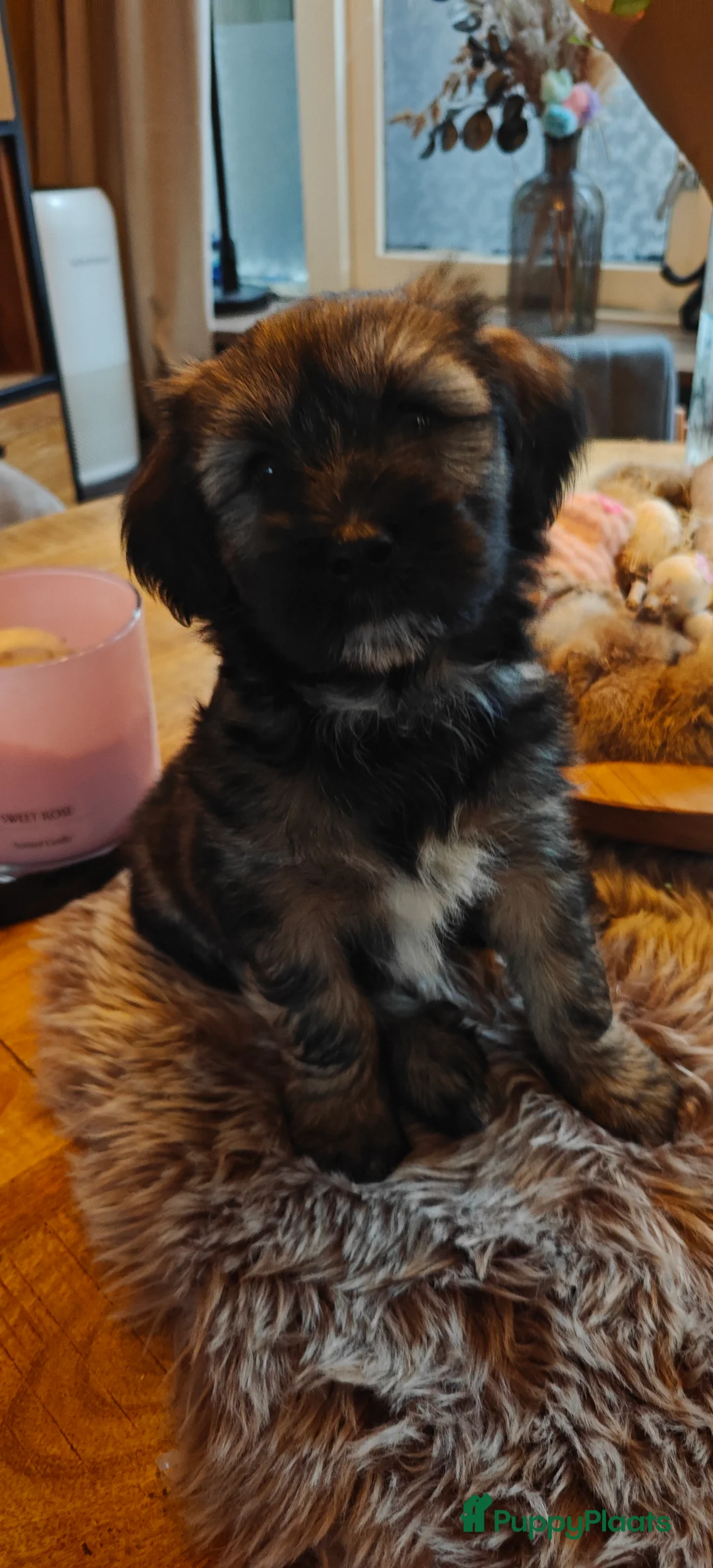 Tibetaanse Terriër honden te koop: 1 Tibetaanse Terriër pup beschikbaar  - Advertentie 5