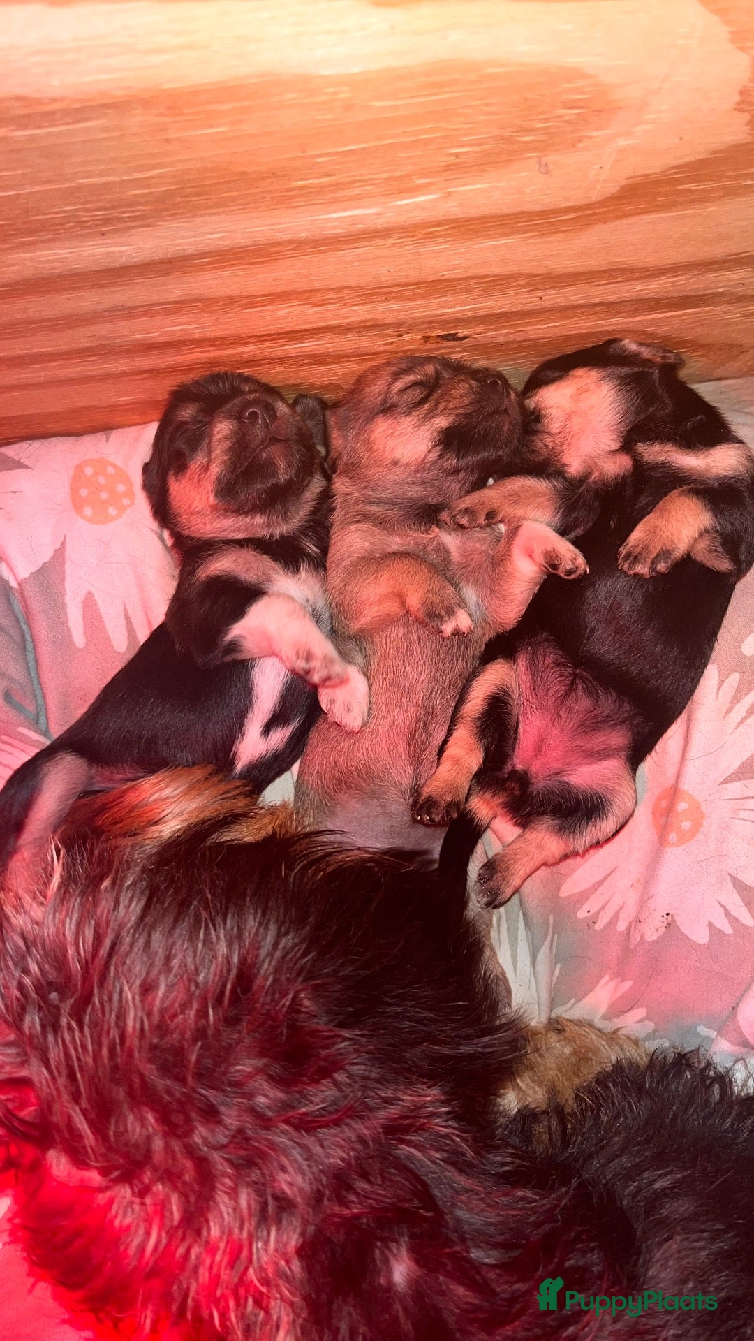 Kruising honden te koop: dwergteckel ❤️ maltezer  - Advertentie 1
