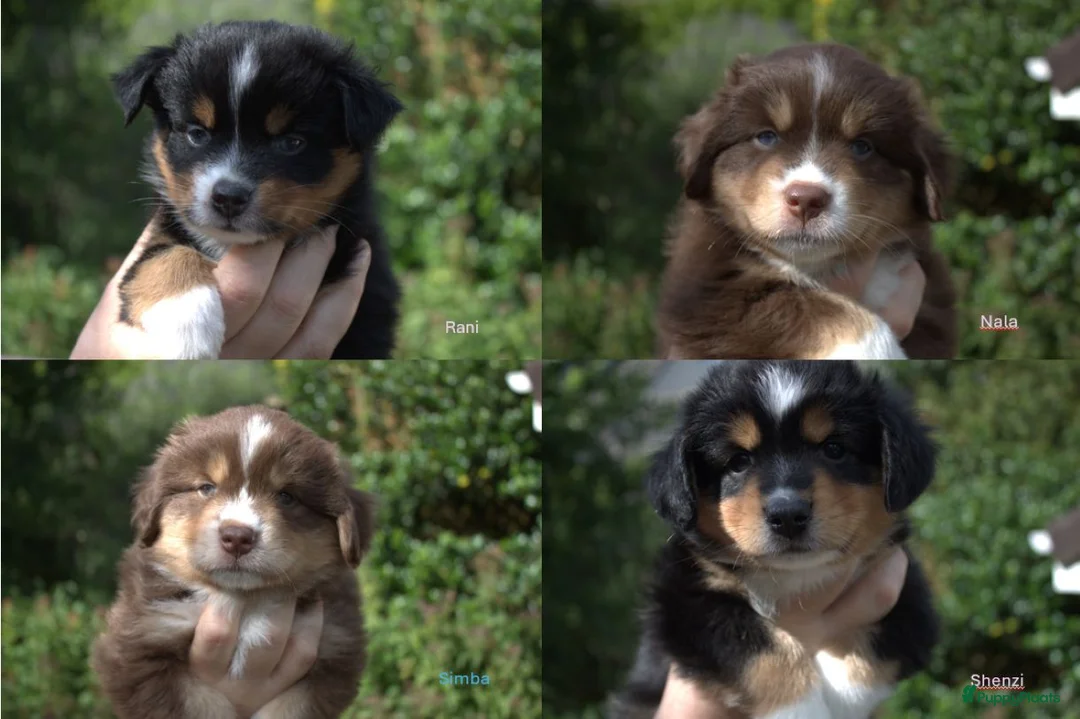 Australian Shepherd honden te koop: Miniature American Shepherd - Advertentie 13