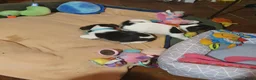 Jack Russel Terriër honden te koop: Nog 3"bandietjes" zoeken gezellig huis. Laagbenig  - Advertentie 12