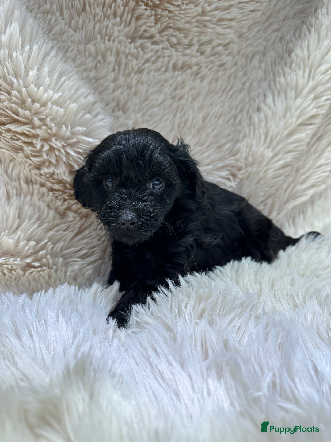 Poedel Toy honden te koop: Toy poedel teefjes - Advertentie 5