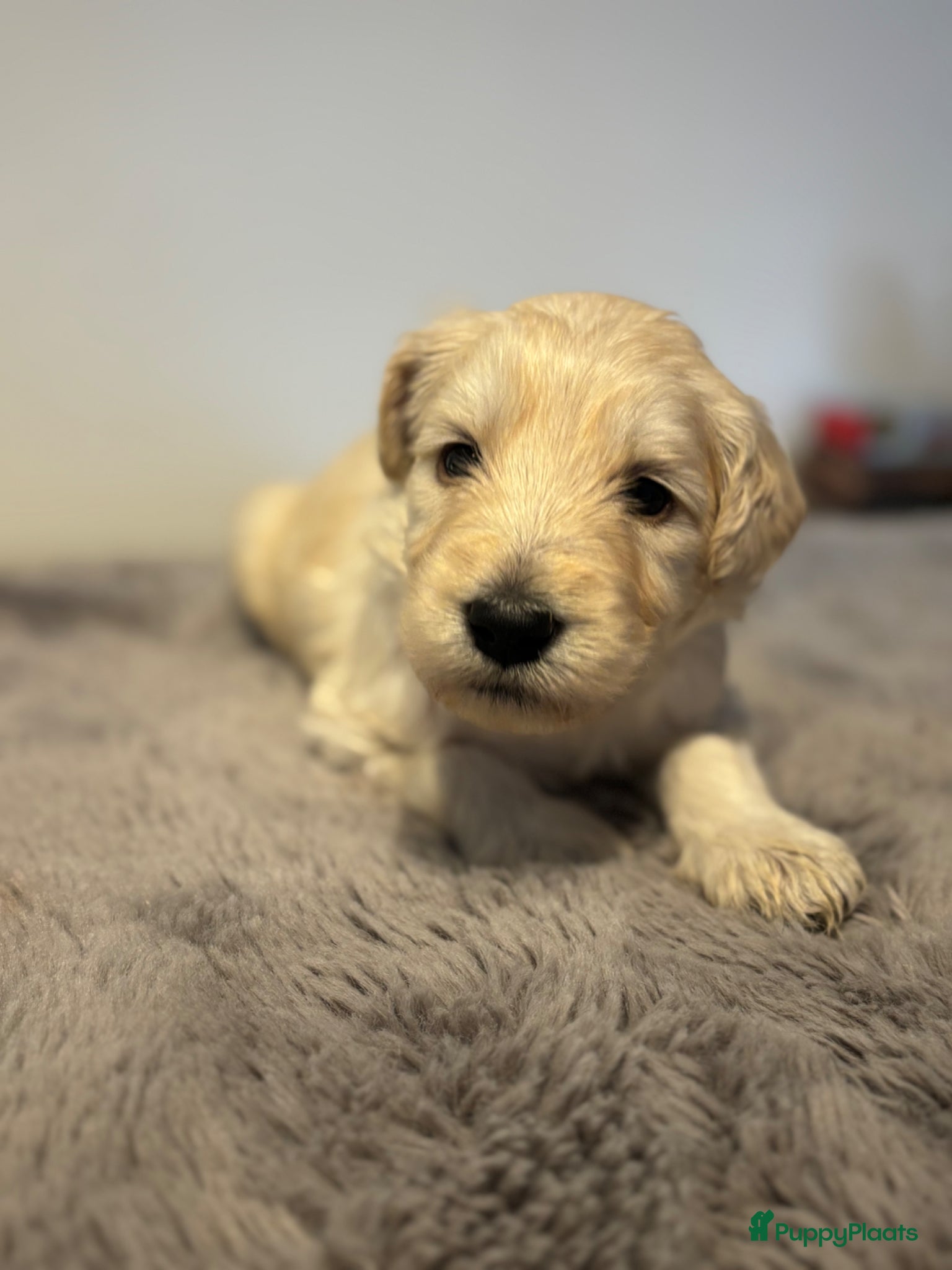 Kruising honden Mooie Labradoodle Pups te koop - Advertentie 10