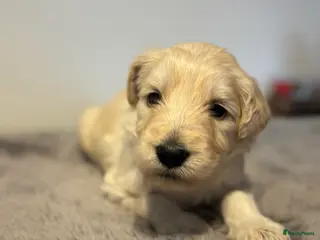Kruising honden Mooie Labradoodle Pups te koop - Advertentie 10