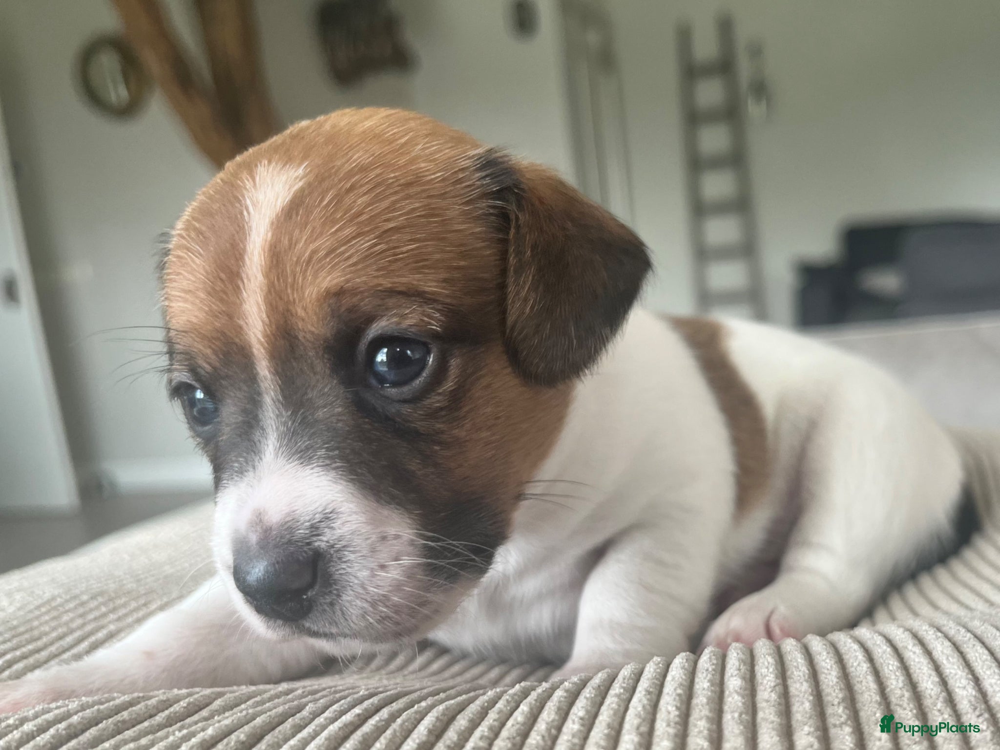 Jack Russel Terriër honden Raszuivere Jack Russell pups - Advertentie 6