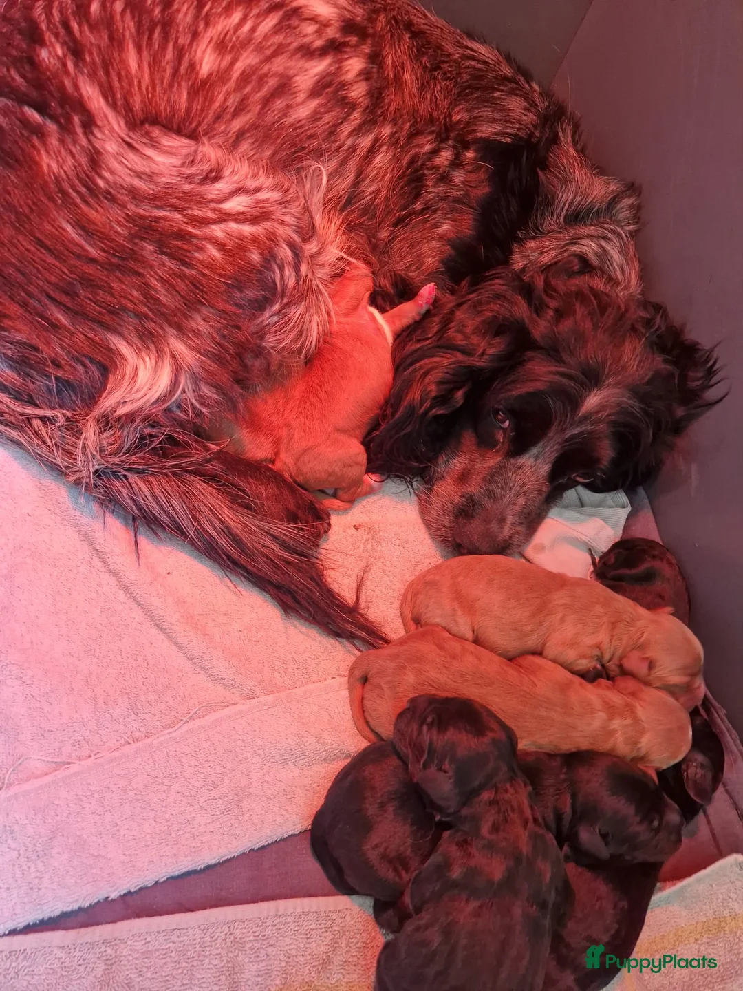 Cockapoo honden te koop: Cockapoo pups F1 - Advertentie 2