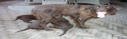 Duitse Staande Hond Langhaar honden te koop: Te koop - Advertentie 4
