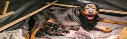 Rottweiler honden te koop: Rottweiler puppies te reserveren voor koop - Advertentie 2