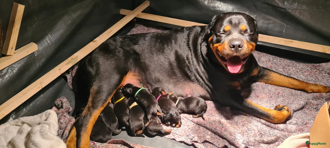 Rottweiler honden te koop: Rottweiler puppies te reserveren voor koop - Advertentie 2