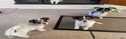 Chihuahua honden te koop: Prachtige chihuahua pups - Advertentie 12