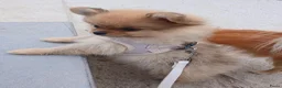 Pomchi honden te koop: Pomeriaan pups - Advertentie 5