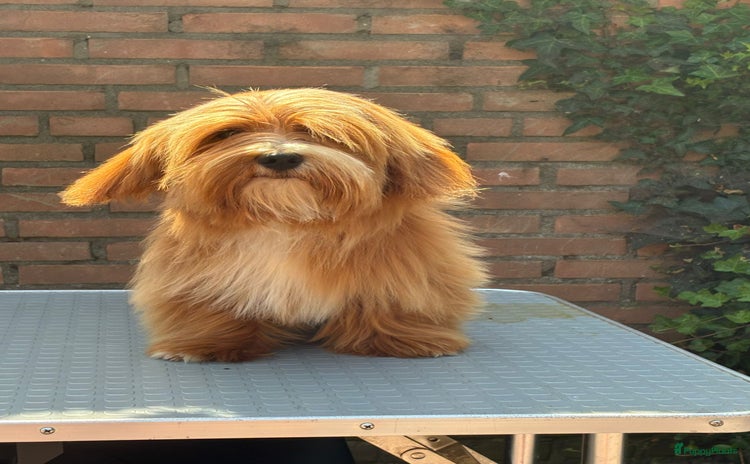 Havanezer honden - Advertentie 1