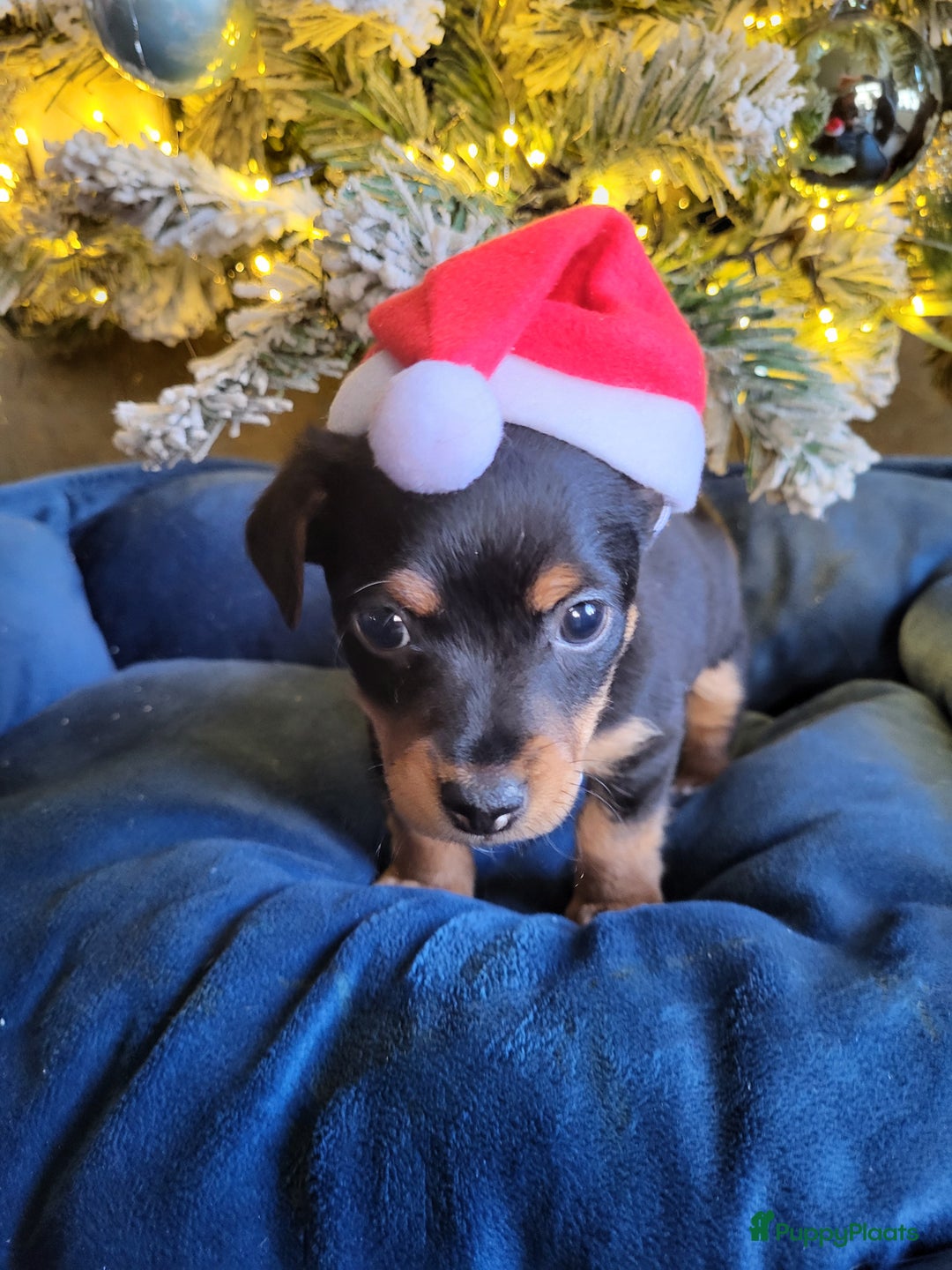 Jack Russel Terriër honden te koop: Black en tan  broertjes zoeken nog een warm mandje - Advertentie 8