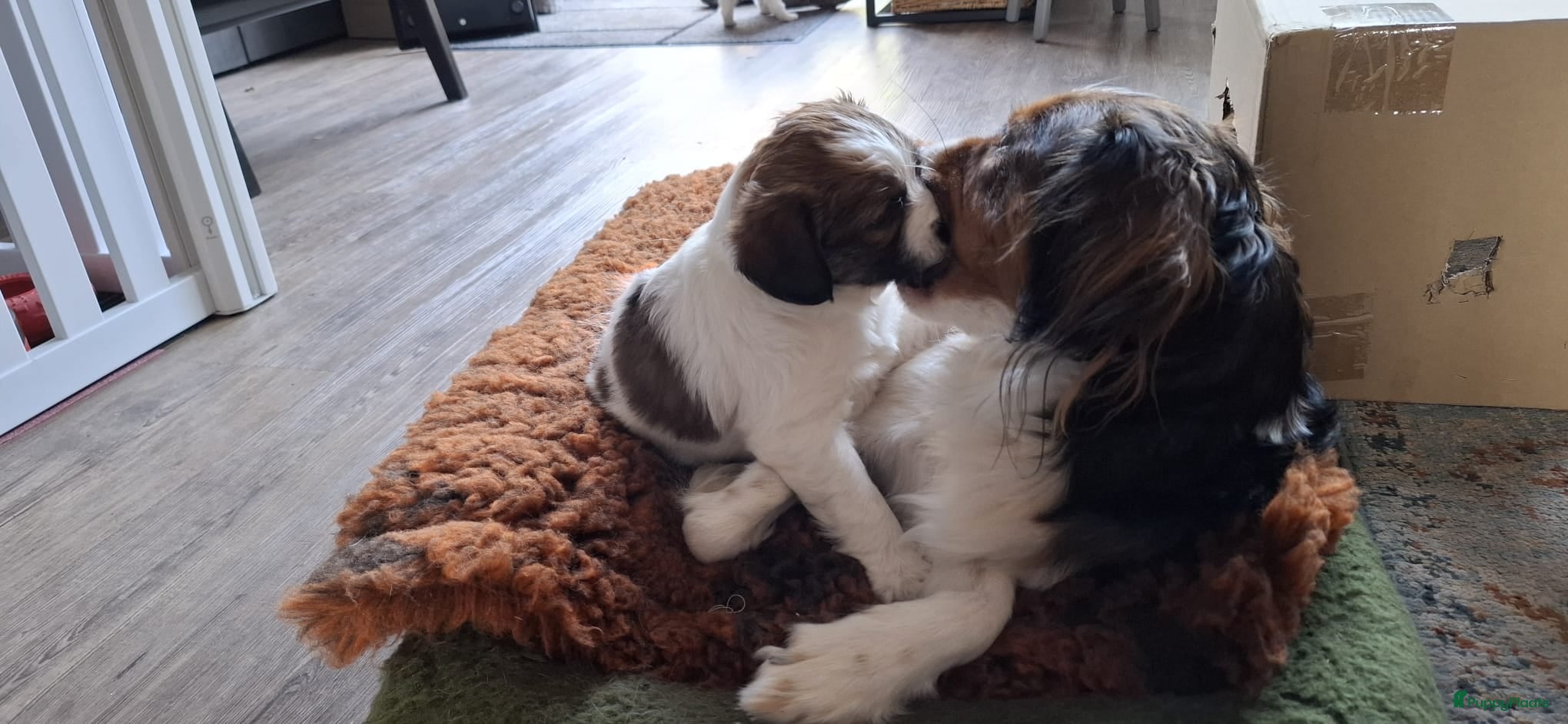 Kooikerhondje honden Kooiker pups - Advertentie 1