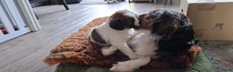 Kooikerhondje honden te koop: Kooiker pups - Advertentie 1