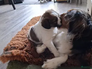 Kooikerhondje honden Kooiker pups - Advertentie 1