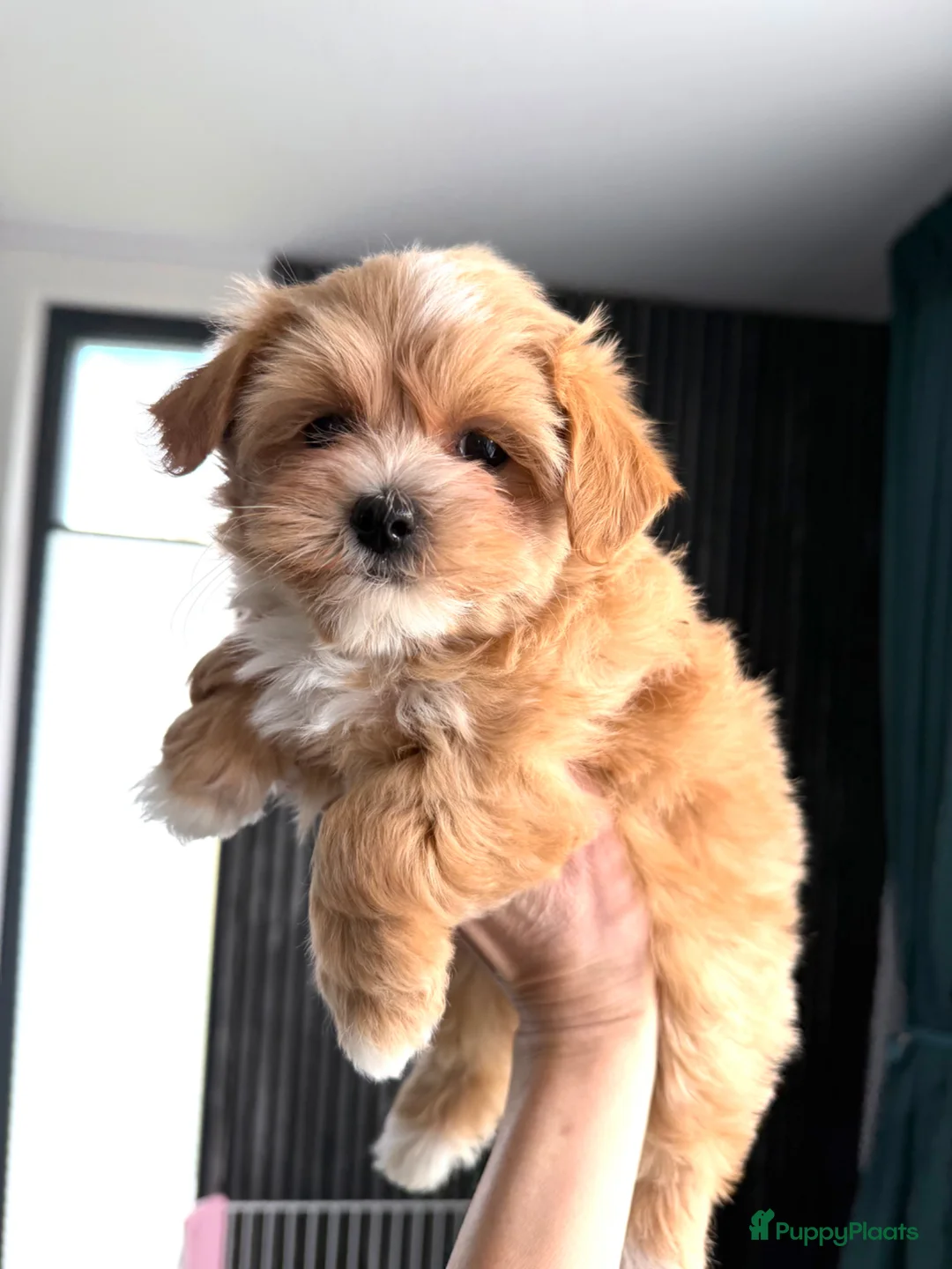 Maltipoo honden te koop: Prachtige , gezonde Maltipoo pups NL nestje - Advertentie 9