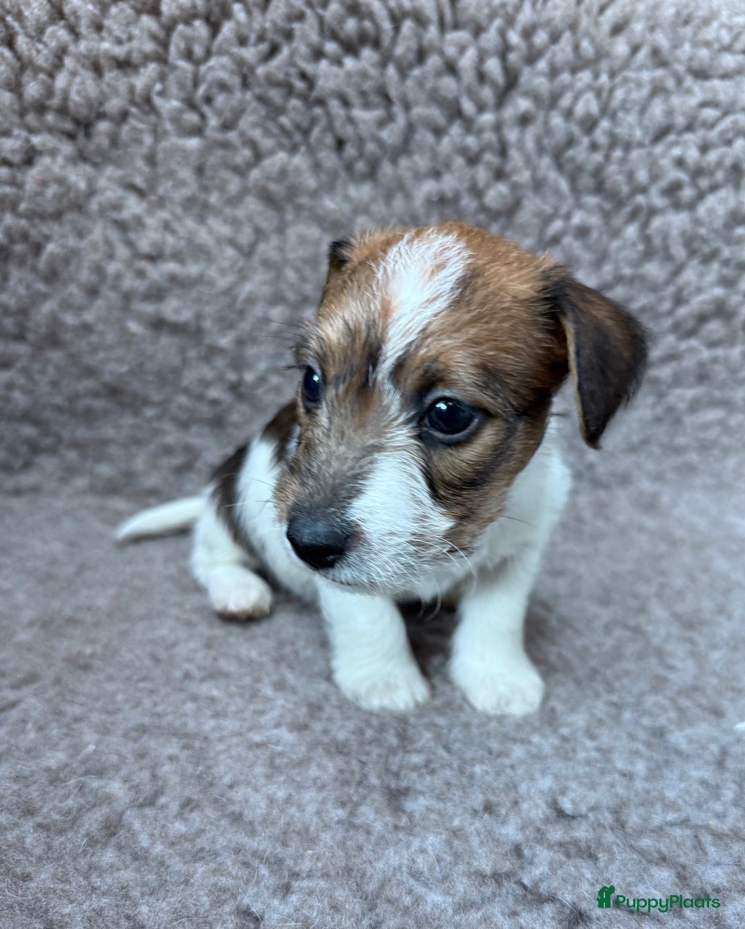 Jack Russel Terriër honden te koop: Ruwharige Jack Russel pups te koop - Advertentie 15